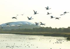 かんたん解説鳥屋野潟の鳥 鳥屋野潟の鳥