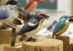 鳥(バード)ウォッチ& スケッチ バードカービングの写真