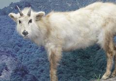 ニホンカモシカ剝製写真 ニホンカモシカ剝製写真