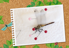 昆虫はかせとつくろう!昆虫標本<発展編> 昆虫標本つくり イメージ画像