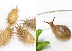 はっけん!身近にひそむ生き物のちから カタツムリとオナモミの写真