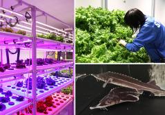 植物工場見学&収穫ツアーイメージ 植物工場見学&収穫ツアーイメージ