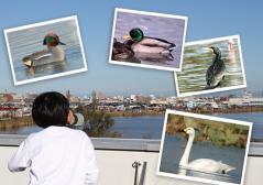 野鳥観察 野鳥観察 イメージ画像