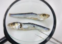 さかなの体を学んでみよう!<煮干しの解剖> 煮干し解剖のイメージ