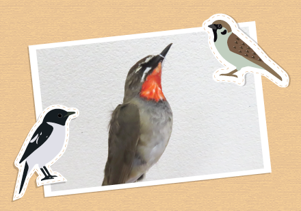 鳥の標本 鳥の標本作製講習会 | イベント | 新潟県立自然科学館