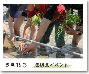 田植え 田植えイベントの記録写真(5月16日撮影)