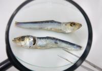 煮干し解剖のイメージ