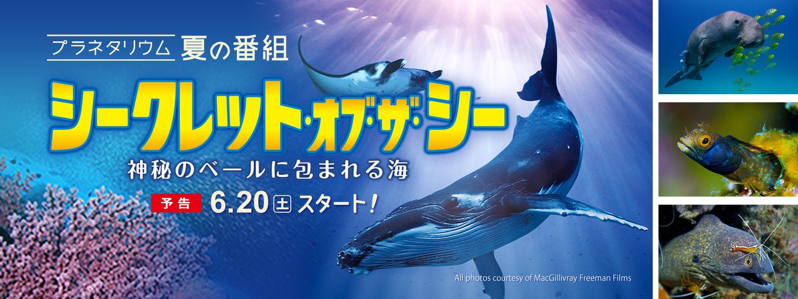 「シークレット・オブ・ザ・シー」スライド画像