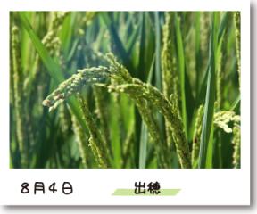 出穂 稲の記録写真(8月4日撮影)