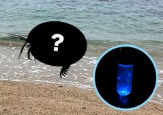 なぜ光る?ウミホタルのふしぎ ウミホタル イメージ画像