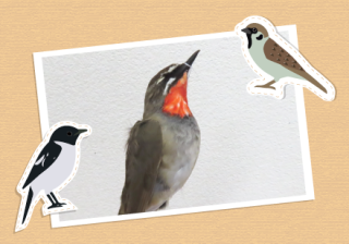 鳥の標本 Amazon.co.jp: 鳥の骨格標本図鑑 改訂版 (BIRDER SPECIAL) : 川上和人