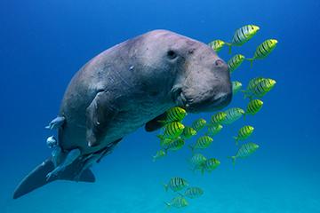 ジュゴンの写真