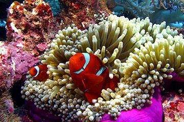 カクレクマノミの写真