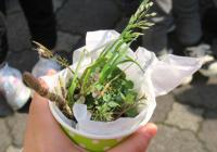 雑草を使った寄せ植え　画像