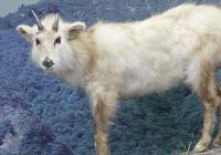 ニホンカモシカ剝製写真