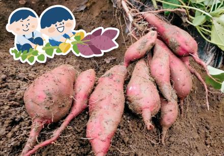 サツマイモの写真と収穫体験のイメージイラスト