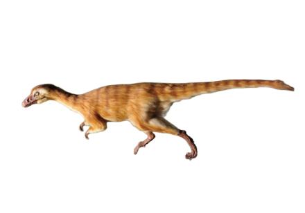 エオラプトルの画像