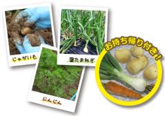 畑の野菜　写真