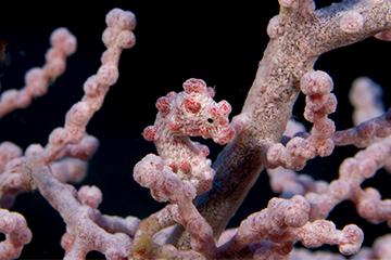 タツノオトシゴの写真