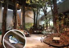 展示物　ブナ林画像