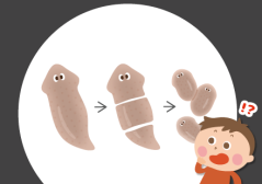 プラナリア　イメージ