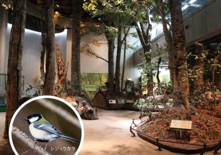 展示物　ブナ林画像