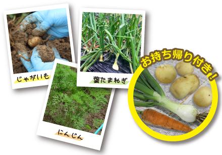 畑の野菜　写真