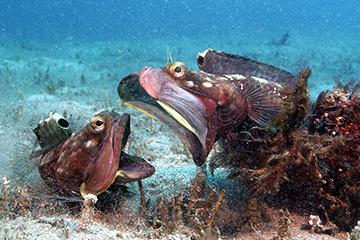 フリンジヘッドの写真